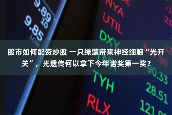 股市如何配资炒股 一只绿藻带来神经细胞“光开关”，光遗传何以拿下今年诺奖第一奖？